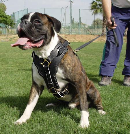 Boxer harness UK